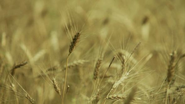 Wheat Field Background