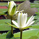 White Lotus Flower - VideoHive Item for Sale