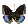 male Common Archduke - PhotoDune Item for Sale
