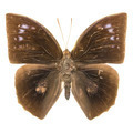 Common Duffer - PhotoDune Item for Sale