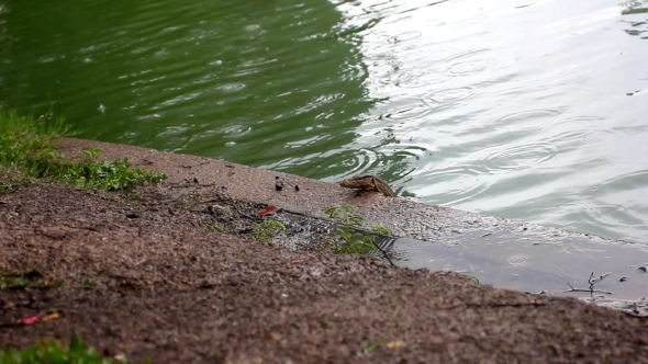 Water Monitor In Green Park, Bangkok