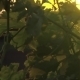 Grapes Leaves In a Vineyard - VideoHive Item for Sale