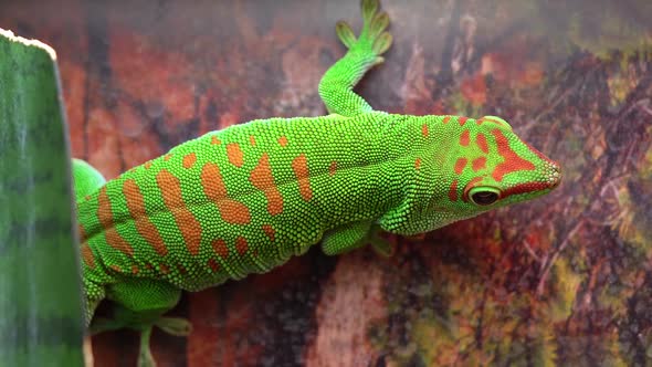 Crimson giant day gecko on wall turning around