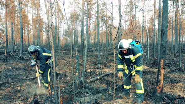 Firemen are Damping Down and Shoveling the Trees