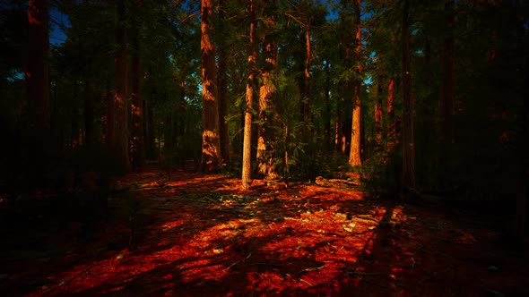 Giant Sequoias Trees or Sierran Redwood Growing in the Forest