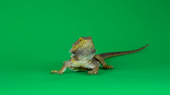 Lizards Bearded Agama or Pogona Vitticeps Isolated at Green Background in Studio.