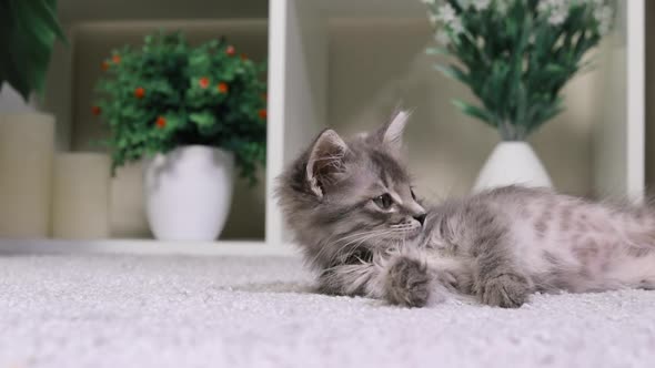 A Gray Kitten Lies and Catches Balls of Yarn with His Paws That Roll Past Him