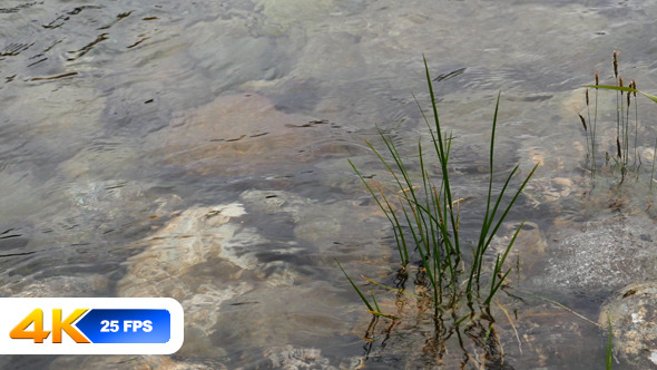 Water Plants and Stones in Clear Water