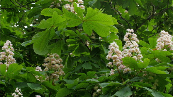 The Horse Chestnut Tree Waving on the Breeze 