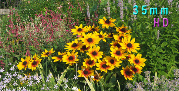 Yellow Flower With Bees