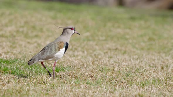 Southern Lapwing walking on dry grass, hunting and eating food in grass. Close up