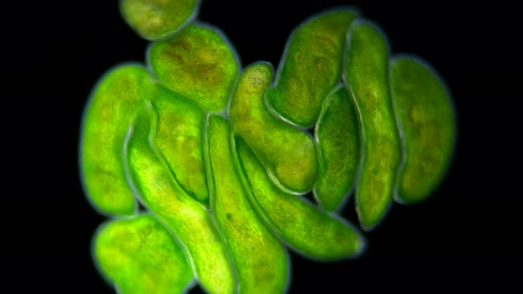 Flatworm Typhloplana Sp. Under a Microscope, the Typhloplanidae Family, Rhabditophora Class, Lives