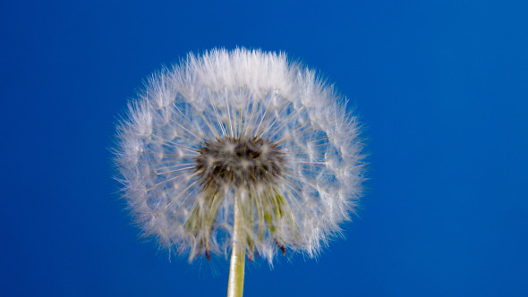 Dandelion 	