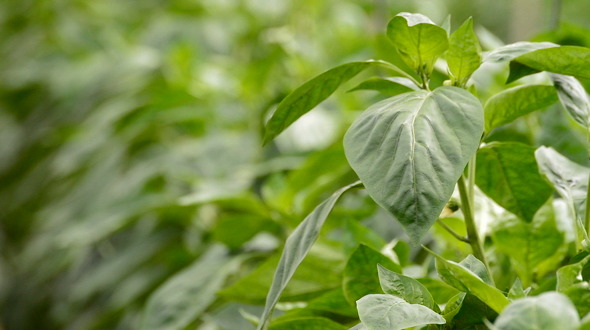 Pepper Fruit Plant in Greenhouse