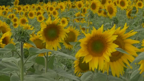 Sunflower Petals and Leaves are Fluttering, Field