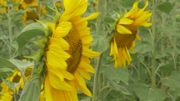 View From The Left Side, Sunflower Is Blooming,