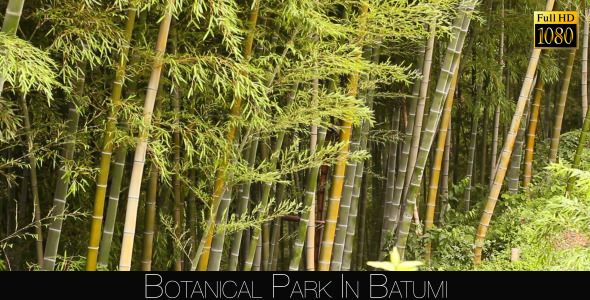 Botanical Park In Batumi 9