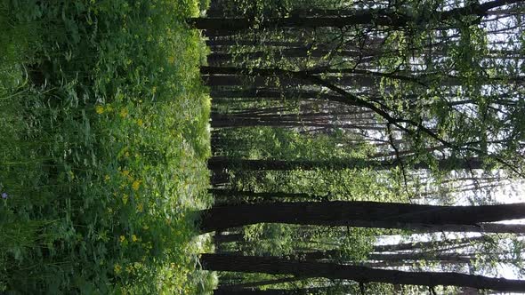 Vertical Video of a Beautiful Green Pine Forest on a Summer Day Slow Motion