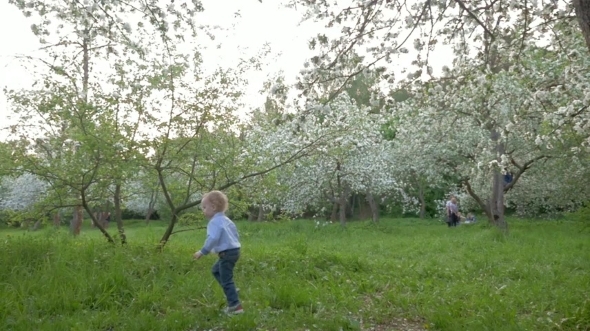 Boy Wandering Among Blooming Trees