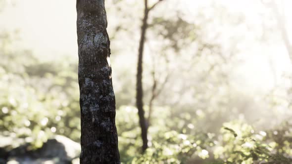 Larch Forest with Sunlight and Shadows at Sunrise