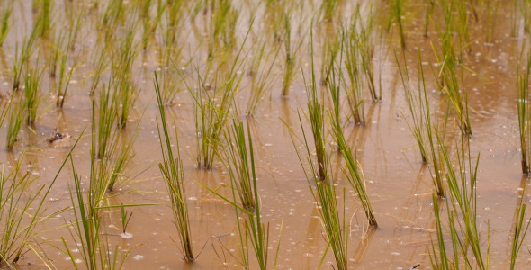 Bali Rice Field