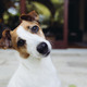 Dog looking curious