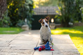 Jack Russell with toy - PhotoDune Item for Sale