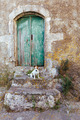 Old door and dog - PhotoDune Item for Sale
