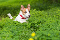 Dog in a clover field - PhotoDune Item for Sale