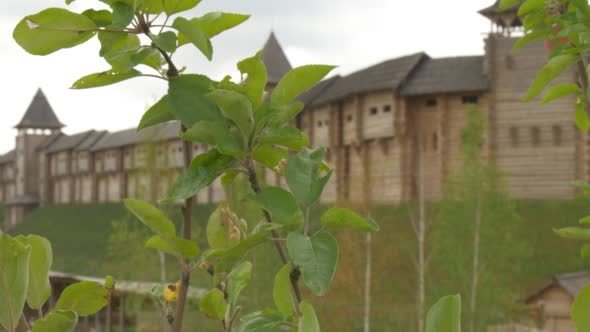 Apple Tree Branches 