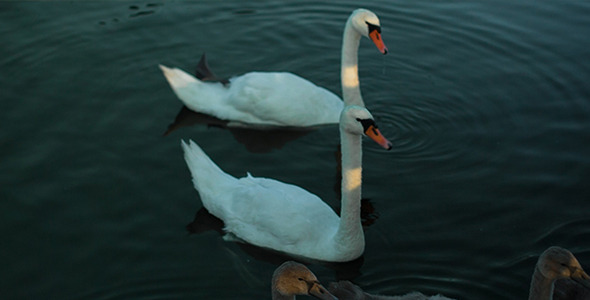 The White Swans