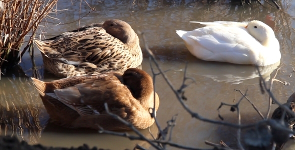 Ducks 02