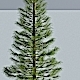 Siberian Spruce - 3DOcean Item for Sale