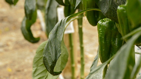 Pepper Fruit Hanging at Branch in Greenhouse