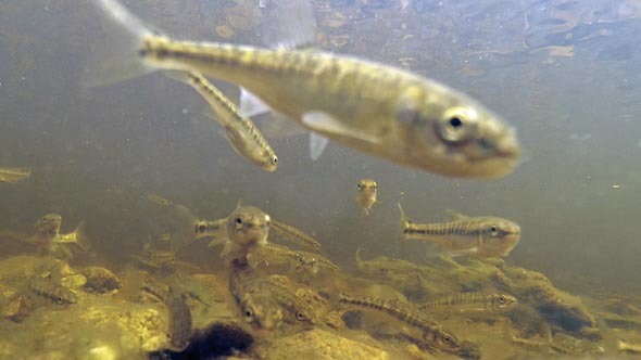 Fish Underwater in Fast Flowing River