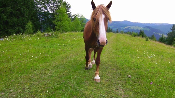 Horse Grazing in a Meadow.