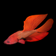 Fighting Fish - 3DOcean Item for Sale