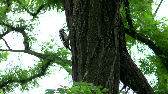Woodpecker Hollows a Tree