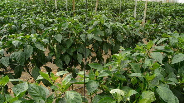 Plant Row Inside a Greenhouse alt