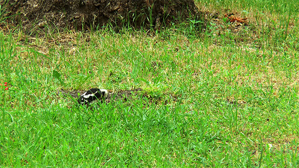 Woodpecker Searches for Food 