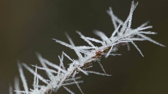 Leaves And Branches In Hoarfrost
