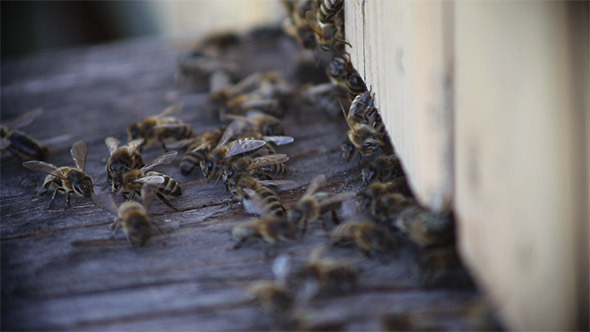 Much Bees Fly to the Beehive and Back