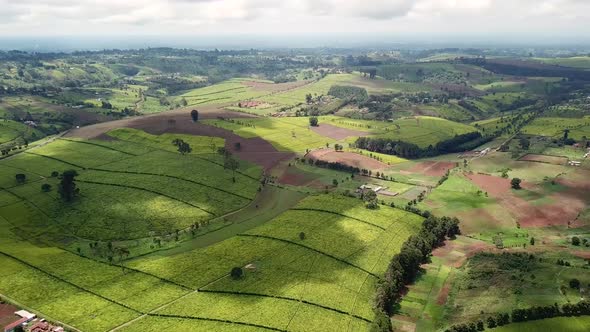 Kenyan famous high quality tea plantation. Beautiful aerial panoramic wide shot. Limuru, Kenya