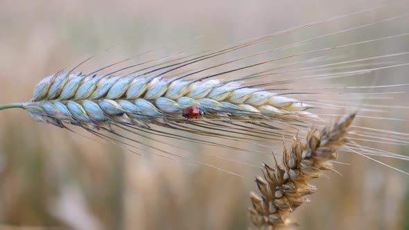 Wheat Ear With Ladybug In Field. Rural Scenery.