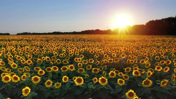 Drone video of sunflower field in a beautiful evening sunset. 4K aerial view of sunflowers in summer