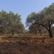 Olive Trees, Aerial - VideoHive Item for Sale