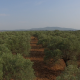 Olive Trees Aerial Shot - VideoHive Item for Sale