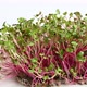 fresh radish sprouts, healthy microgreen for salad and drinks - VideoHive Item for Sale