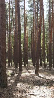 Vertical Video of Forest Landscape with Pine Trees in Summer Slow Motion