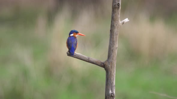 Kingfisher on a branch